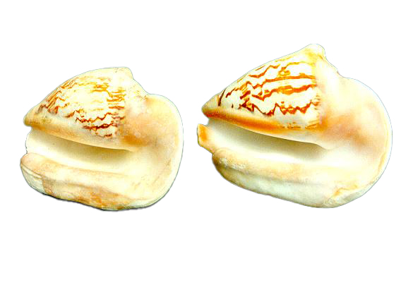 STROMBUS LATISSIMUS MEDIO 