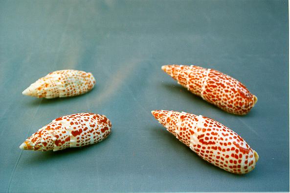 MITRA PAPALIS GIGANTE 5" UP CM 12 