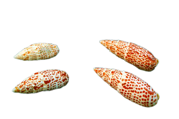MITRA PAPALIS MEDIA 3-4 CM 8-9 