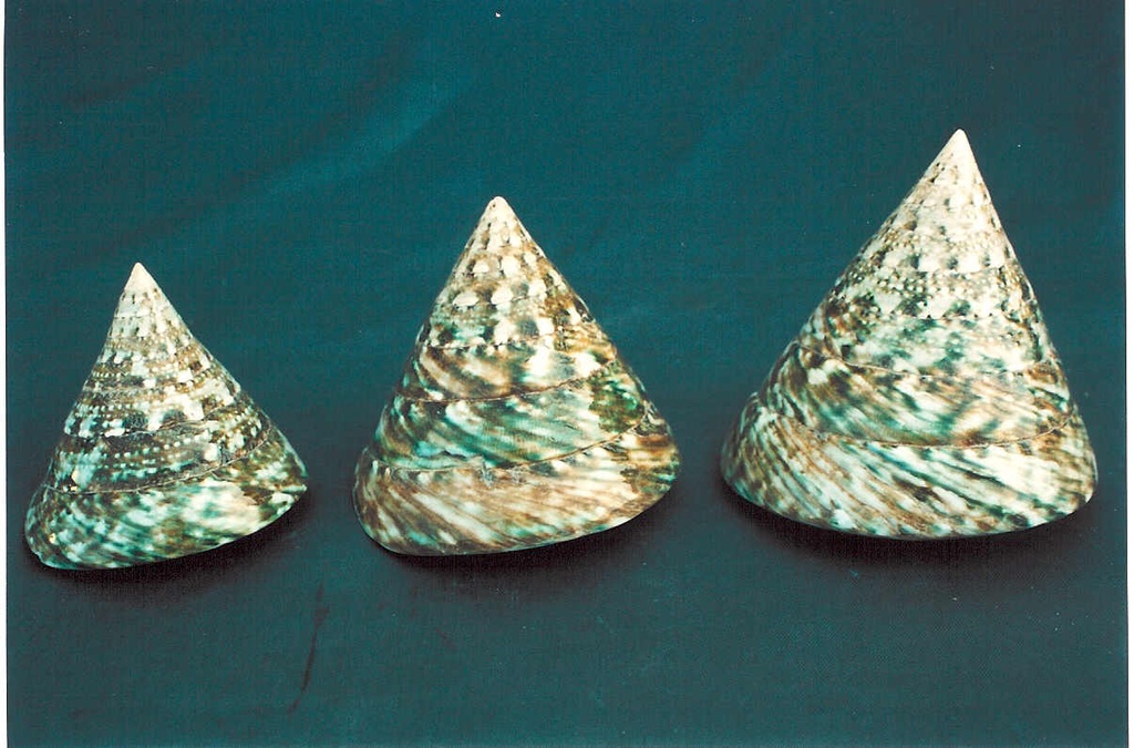 TROCAS NATURALE VERDE MEDIO CM 7-8