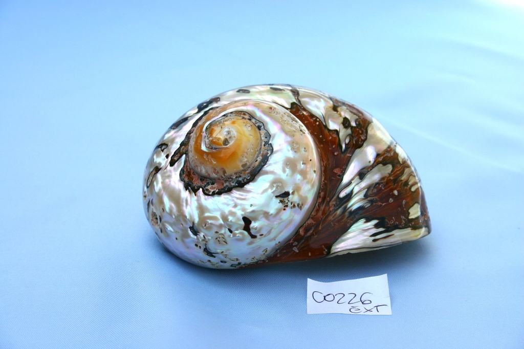 TURBO SARMATICUS EXTRA 4" UP DIAM CM 10-11