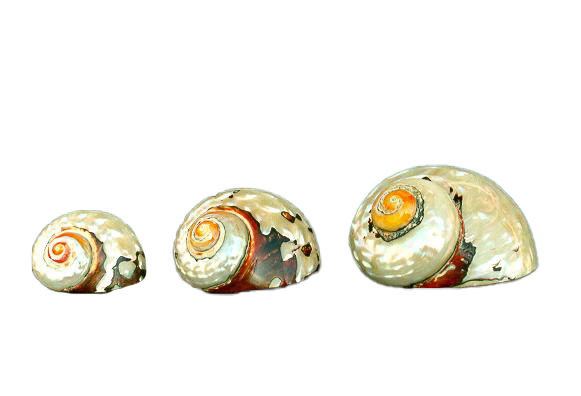 TURBO SARMATICUS PICCOLO 2" 05-06cm 
