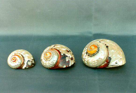 TURBO SARMATICUS PICCOLO 2" 05-06cm 