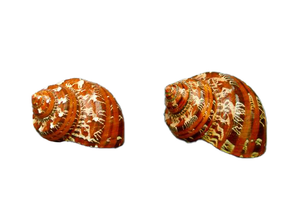 TURBO PETHOLATUS MARRONE MEDIO 