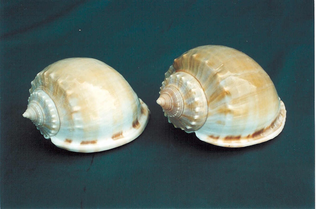 PHALIUM GLAUCUM MEDIA CM.10 