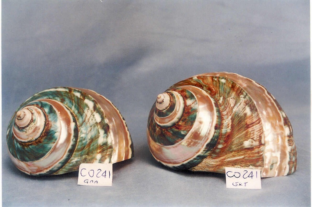 BURGOS STRIATUS GRANDE 3,5 UP CM 8 