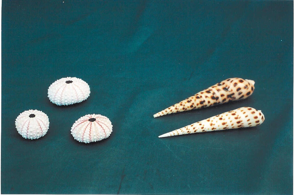 RICCIO MICRO ROSA DIAM CM 4 