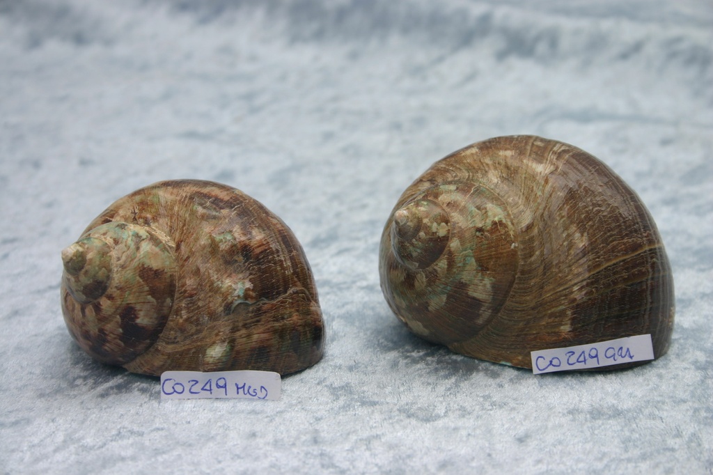 BURGOS MARRONE MEDIO CM 7.5 