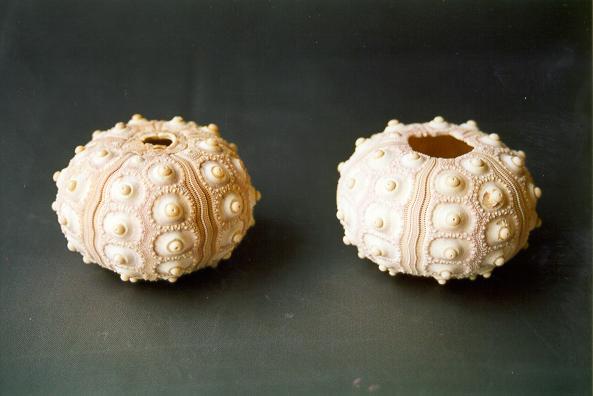 RICCIO MARINO "SPUTNIK" CM 6-8 