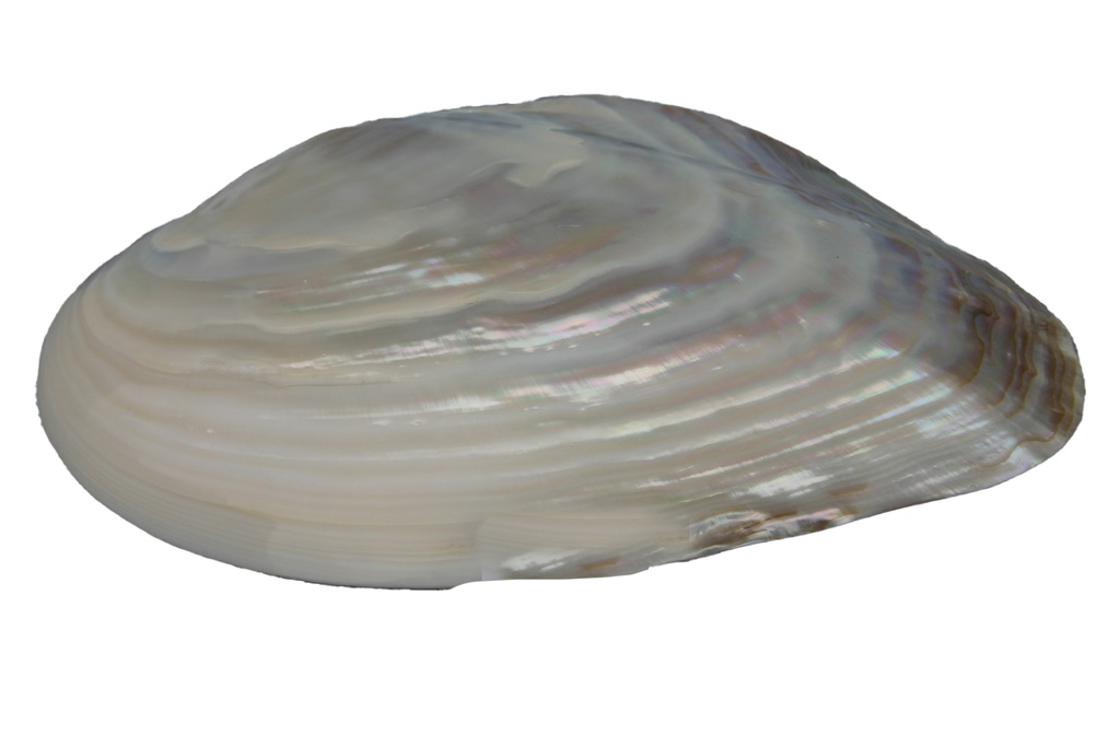 PINK CLAM SINGOLA 7 UP  CM 18.5-19 