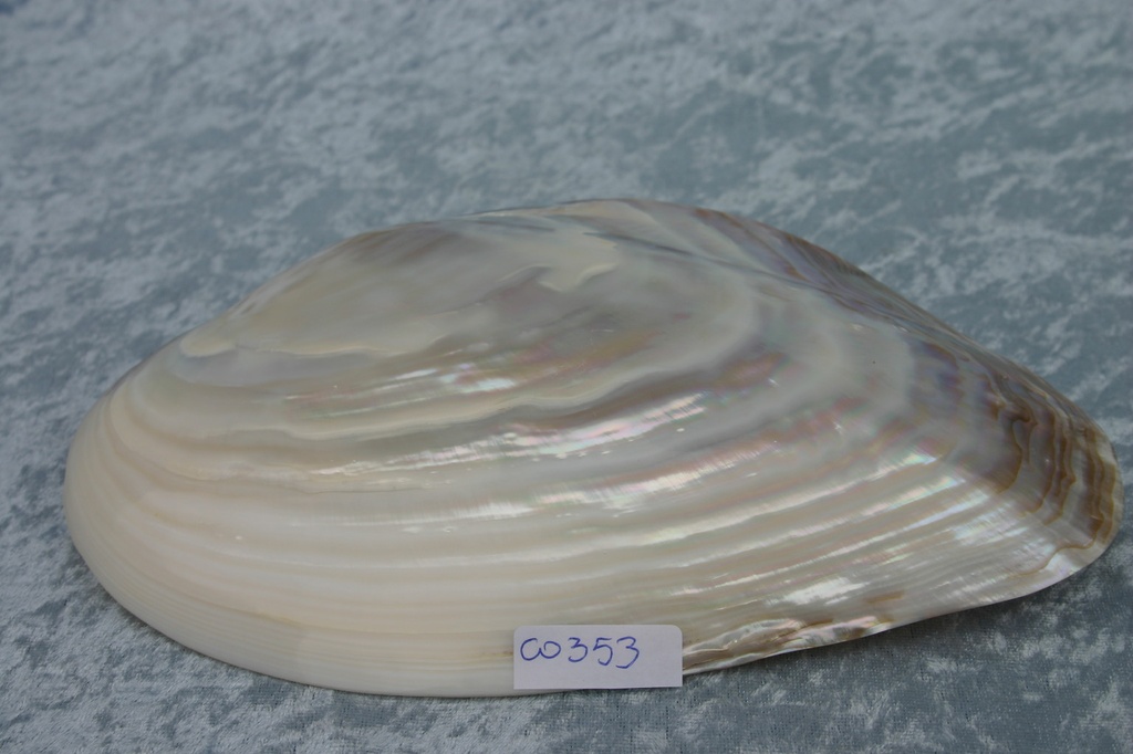 PINK CLAM SINGOLA 8 UP CM 21-22 