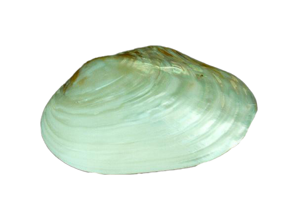 PINK CLAM APPAIATA 8 UP CM 20.5 