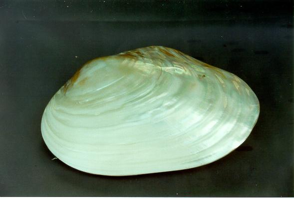 PINK CLAM APPAIATA 9 UP CM 23 