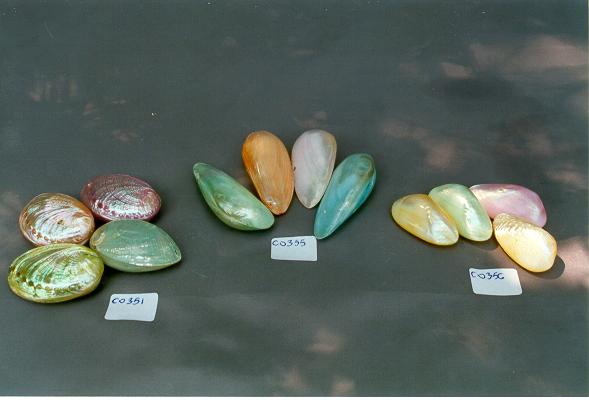 MINNOW SHELL COL.ASS. CM 5.5 