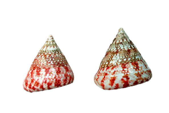 TROCAS NATURALE ROSSO LUCIDO PIC H.5,5 