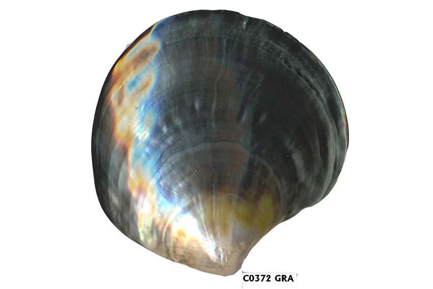 PIATTO MADREPERLA THAITI GRA 