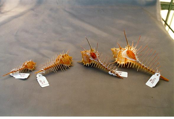 MUREX PECTEN VIETNAM PIC. CM L.9 