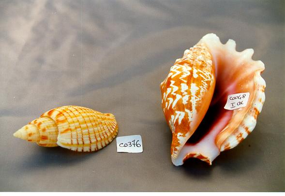 VOLUTA (LYRIA) KURODAI CM 9 