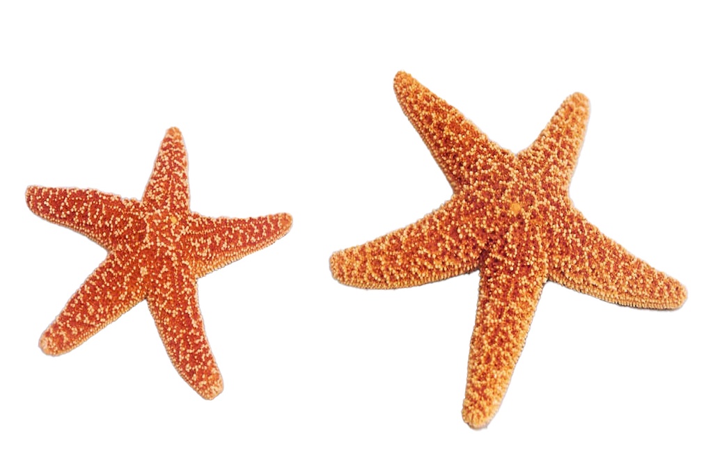 STELLE SUGAR EXTRA 19-20cm