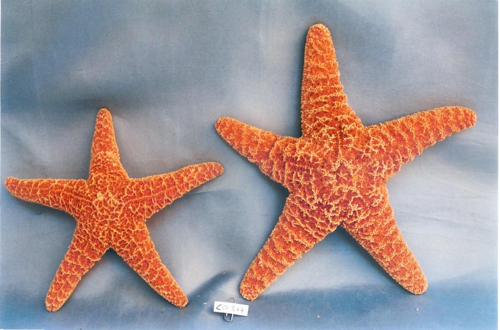 STELLE SUGAR GIGANTI 16-18cm