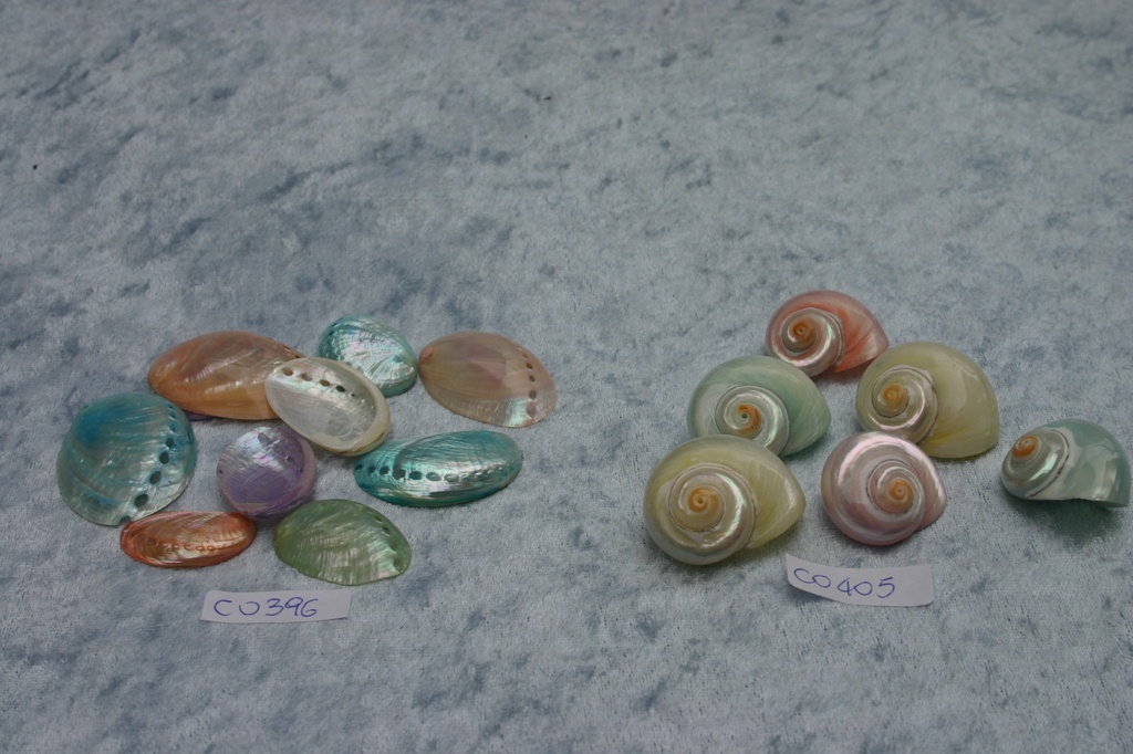 HALIOTIS PERLIZZATO SINGOLO COL. ASS. CM 3-4.5 