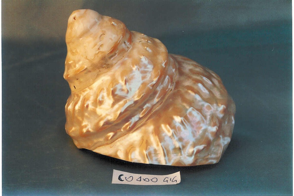 ASTREA UNDOSA MADREPERLA GIGANTE 10-11cm 