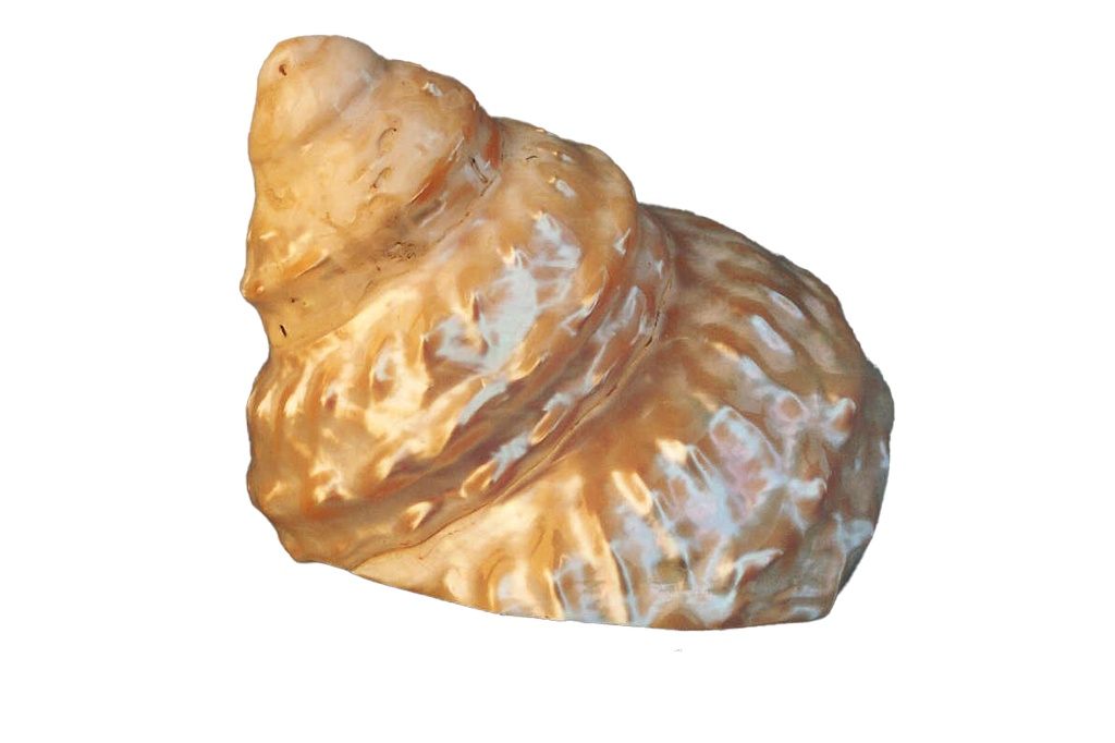 ASTREA UNDOSA MADREPERLA GIGANTE 10-11cm 