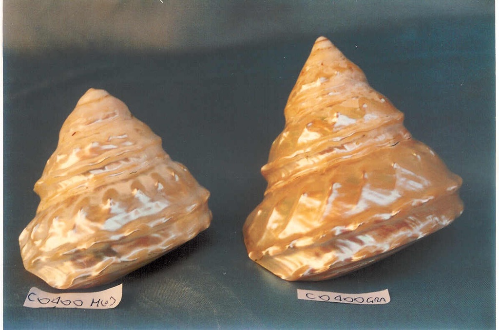 ASTREA UNDOSA MADREPERLA MEDIA 8-9cm 