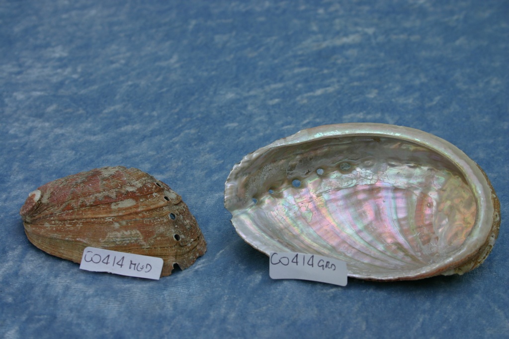 HALIOTIS MEDITERRANEO MEDIO CM 8 