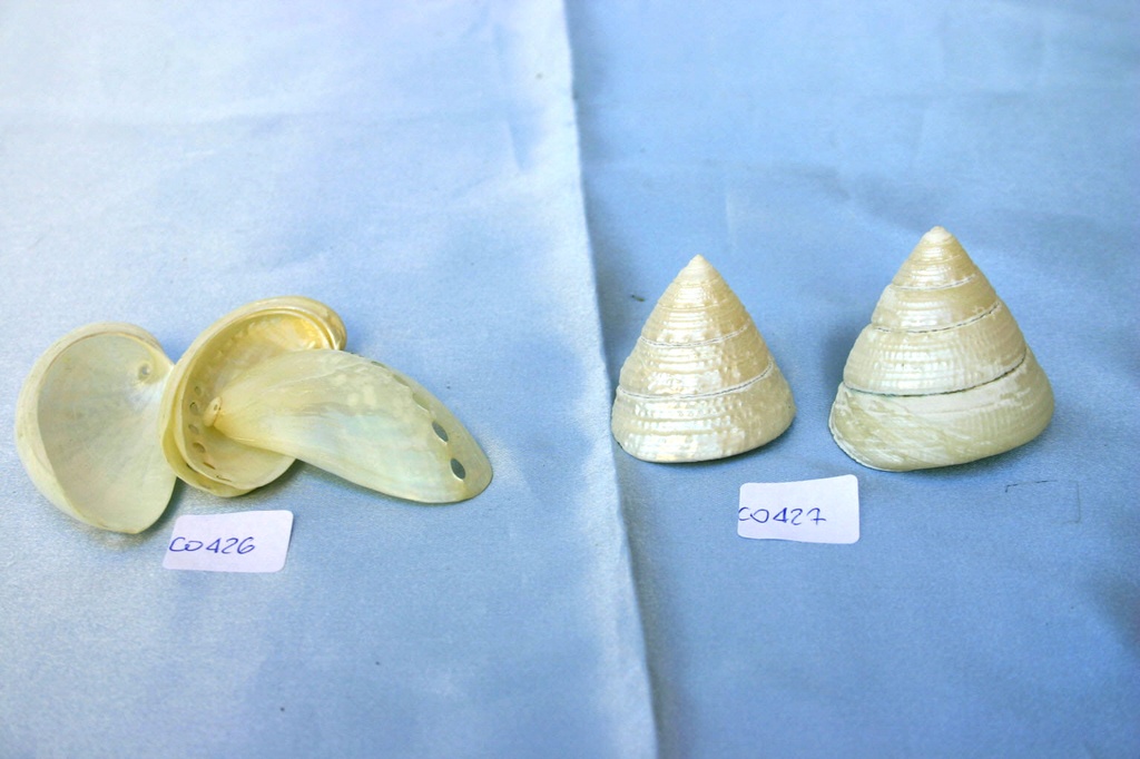 HALIOTIS ASININA PERLIZZATA CM 6 