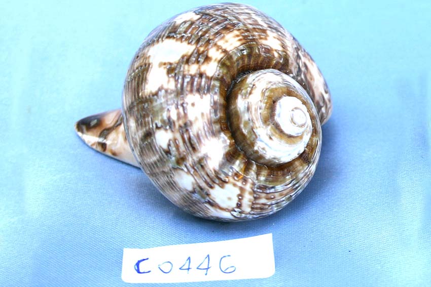 RAPANA POLISHED MEDIA CM 7 