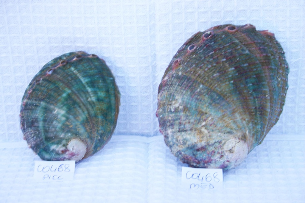 HALIOTIS ASSIMILIS NATURALE MINI CM 6-7 