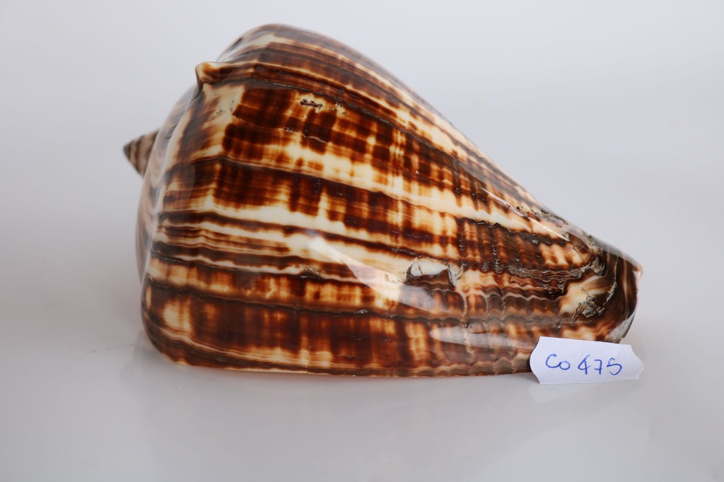 MELONGENA PATULA POL. 5" UP 