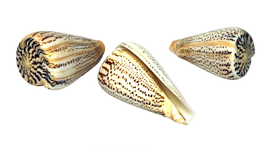 CONUS SURATENSIS GIGANTE 