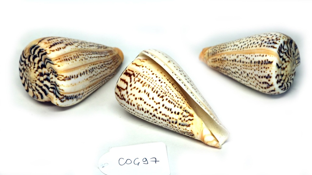 CONUS SURATENSIS GRANDE 