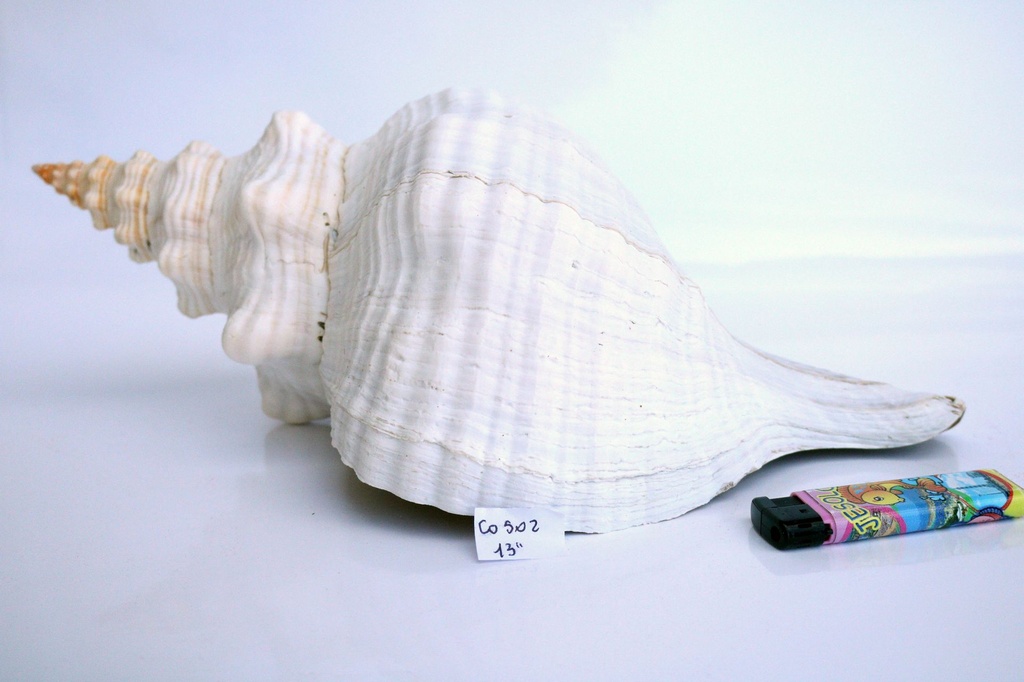 HORSE CONCH 13" 