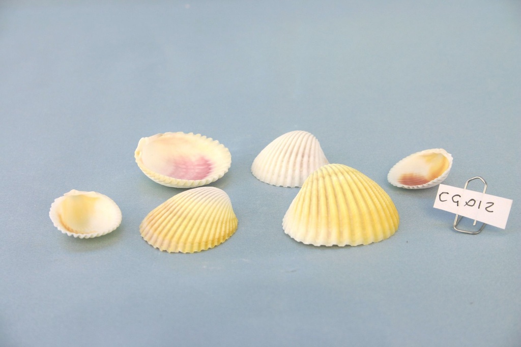 COCKLES-CARDIUM FLAVUS CM 3-5.5 