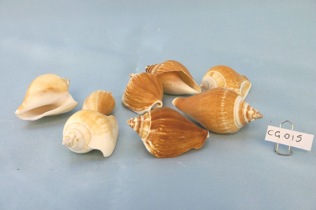 STROMBUS CANARIUM CM 4-6 