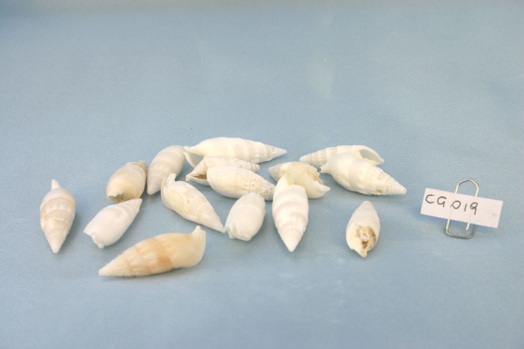 PEROLI BIANCHI CERITHIUM VERTAGUS CM 3.5-5.5 