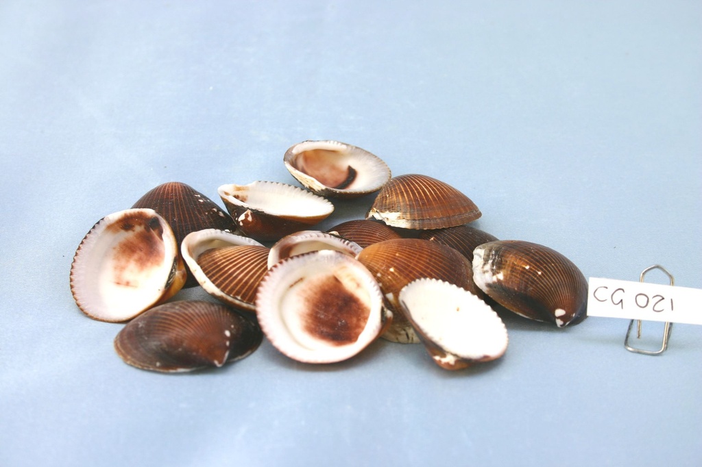 ASAPHIS DEFLORATA CM 3-4 