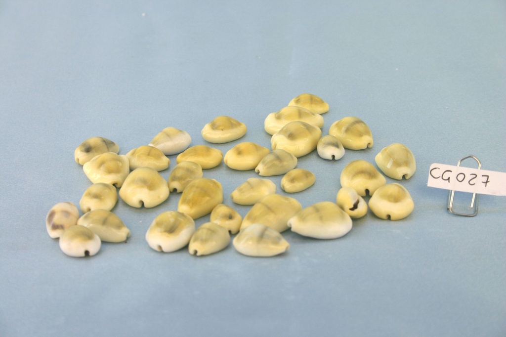 CYPREA MONETA CM 1.5-2.5 