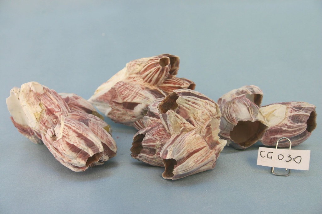 ROTTAME CORALLO TULIPANO (CEPPI) CM 5-9 