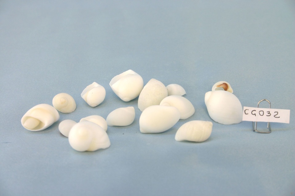 NATICA BIANCA-NATICA POLINICES-ALBUMEN CM 2-3.5 