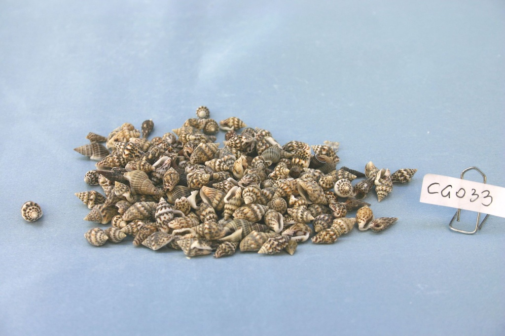 COLOMBELLA CHIARA CM 0.8-1.2 