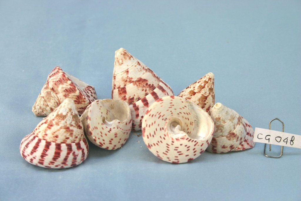 TROCAS MACULATUS CM 3-4.5 