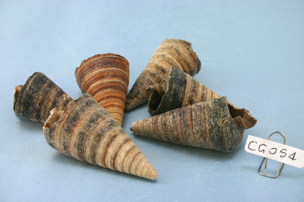 TELESCOPIUM TELESCOPIUM CM 5-7 