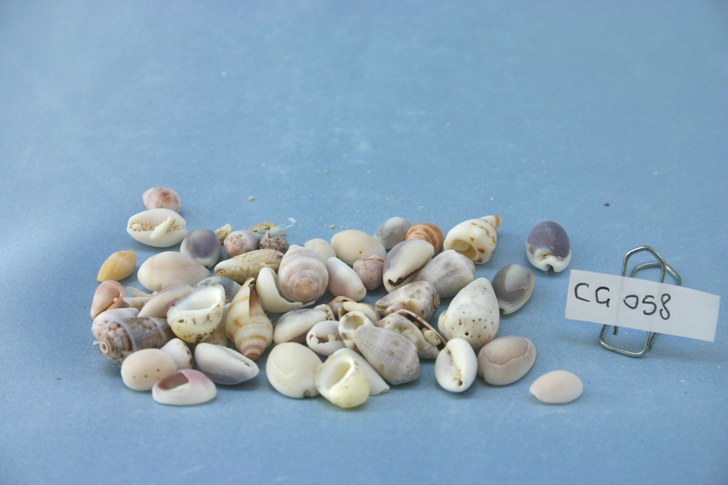 BEACH WASHED SHELLS CM 1-2 