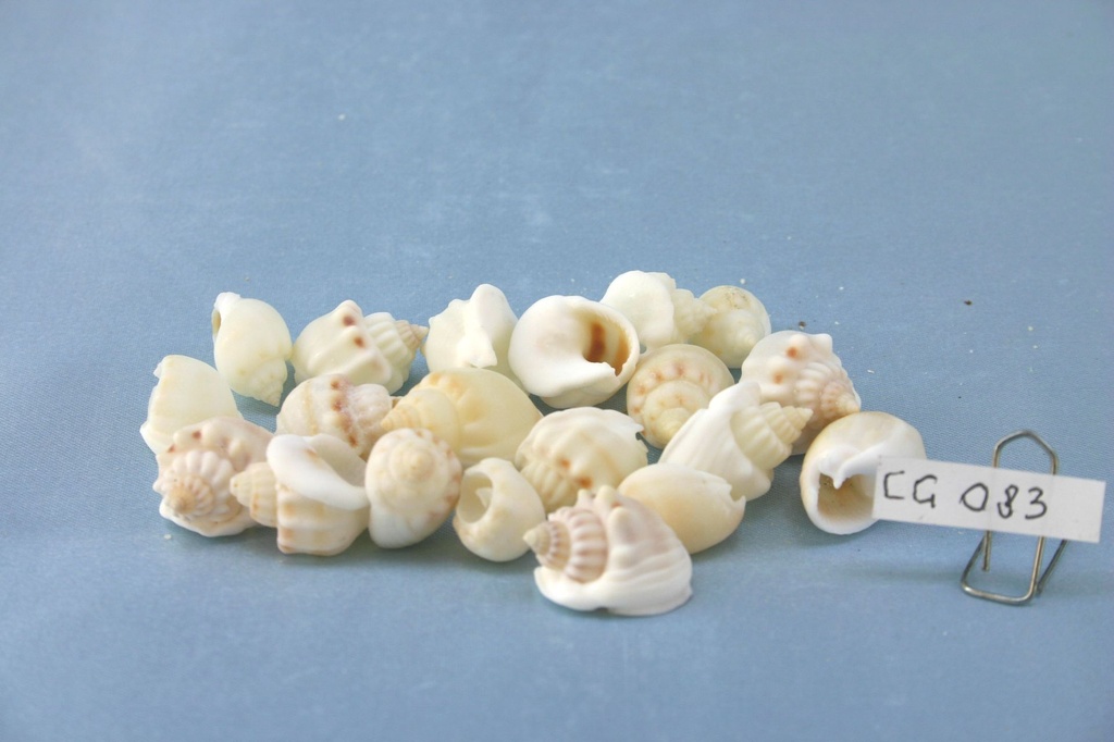 NASSARIUS ARCULARIS CM 2-2.5 