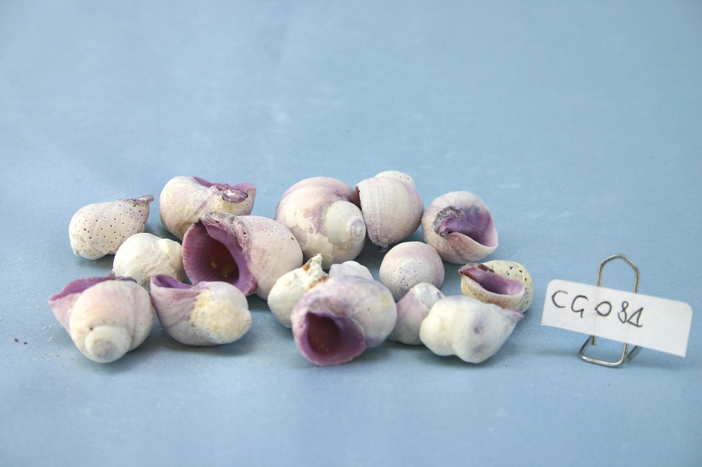 CORALLIOPHILLA VIOLACEA CM 1-2 