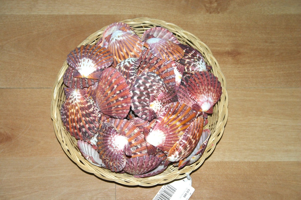 PECTEN PHALIUM CM 4.5-6 